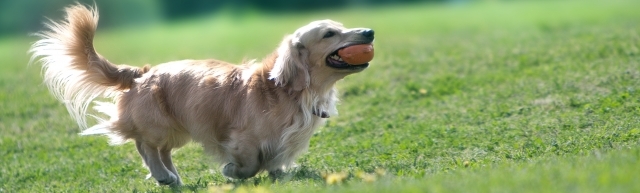 家の中で動物を飼うためには